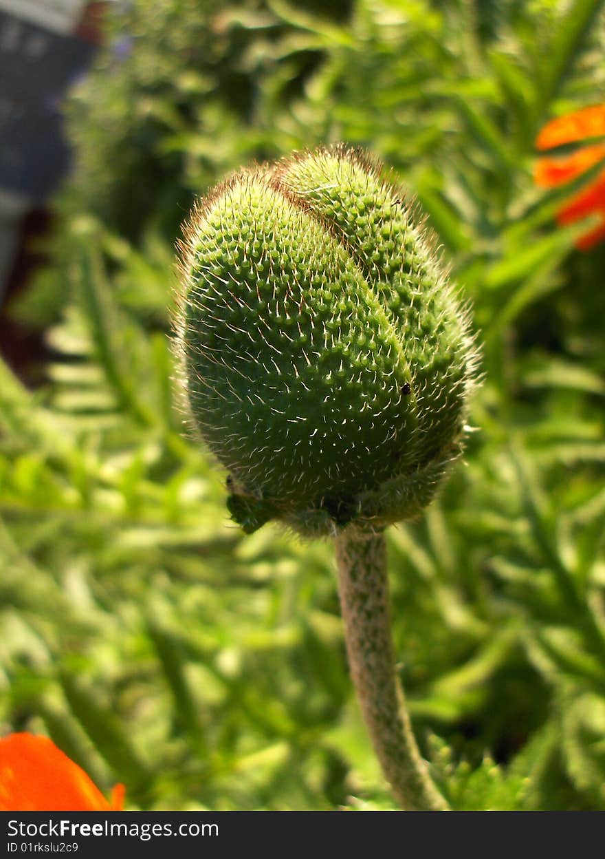 Bud of a poppy flower