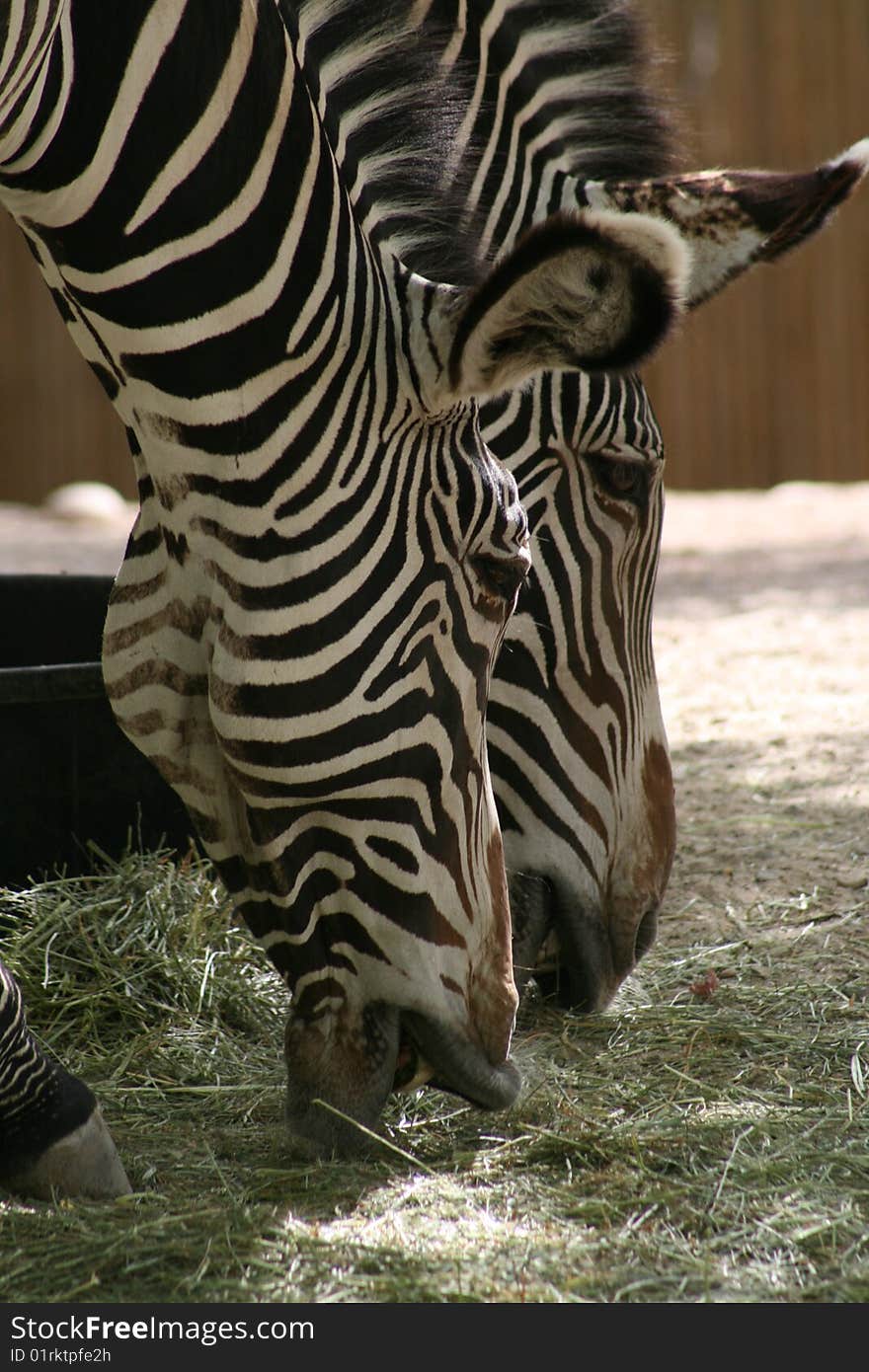 Two zebras at the zoo eating hay