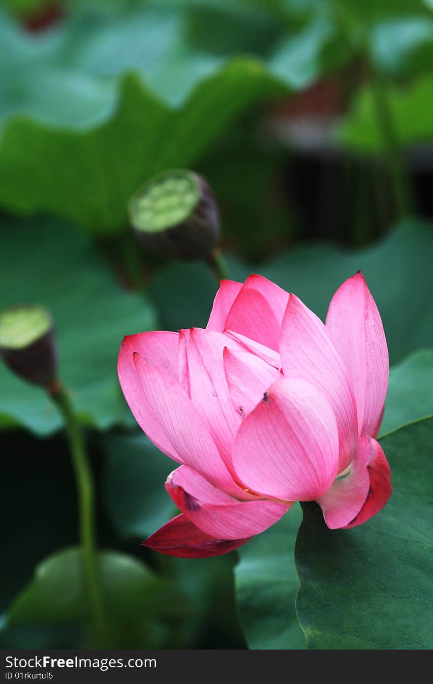 Lotus