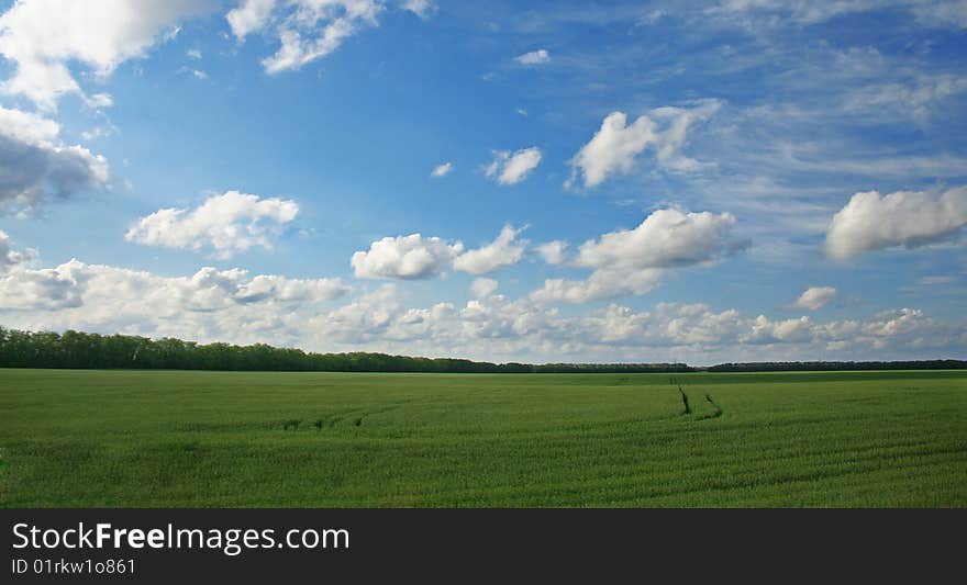 The Meadow wild herbs.Wild field in solar weather. The Meadow wild herbs.Wild field in solar weather