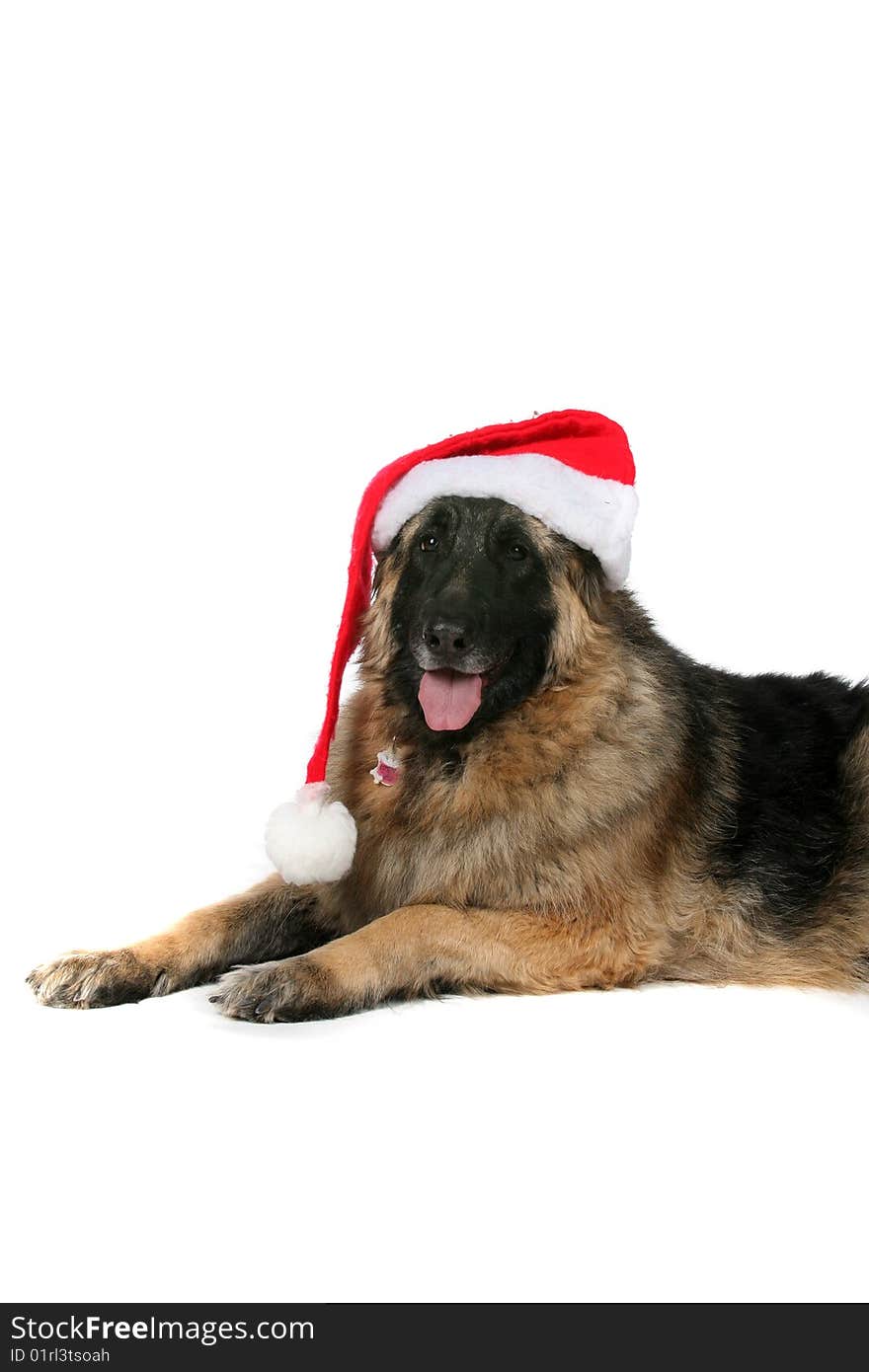 Big black and tan dog with santa hat on