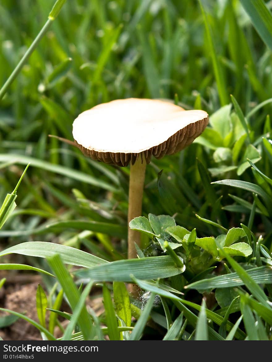 A white mushroom grows in the wild grass and clover. A small spider's web is seen near the base of the mushroom in the grass. A white mushroom grows in the wild grass and clover. A small spider's web is seen near the base of the mushroom in the grass.