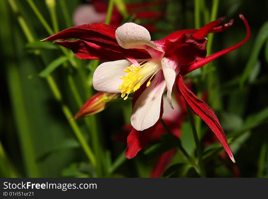 Red flower