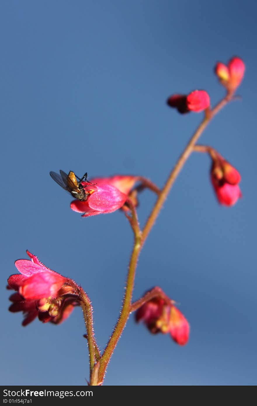 Red Flower