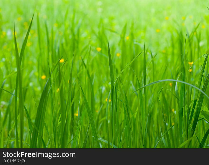 Mysterious green grass with small yellow flowers. Mysterious green grass with small yellow flowers