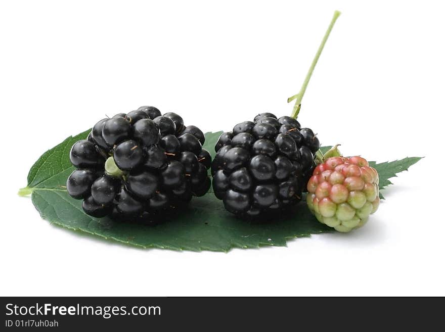 Blackberries and leaf isolated on white background.