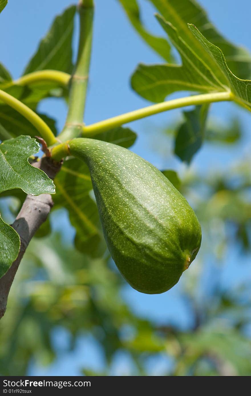 Green fig on a tree in a garden