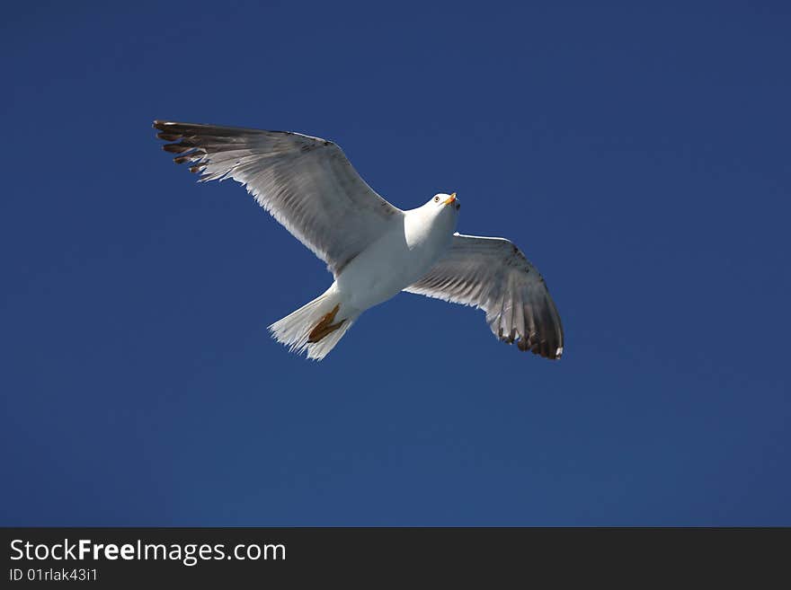 Seagull flying over the mediterranean sea. Seagull flying over the mediterranean sea