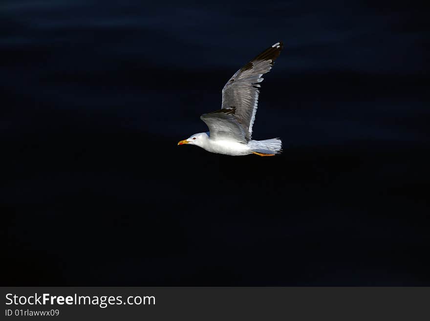 Seagull flying over the mediterranean sea. Seagull flying over the mediterranean sea