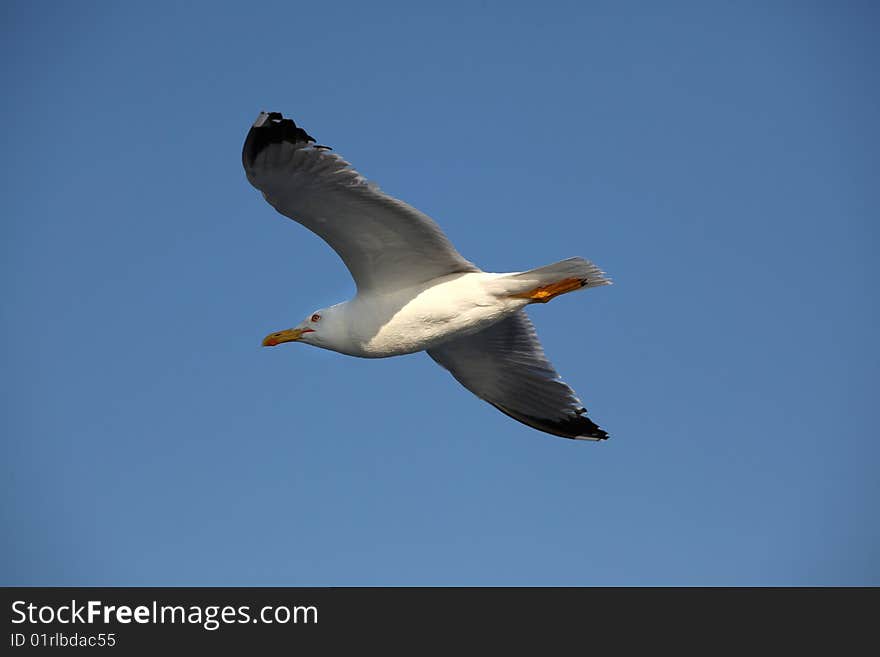 Seagull flying over the mediterranean sea. Seagull flying over the mediterranean sea