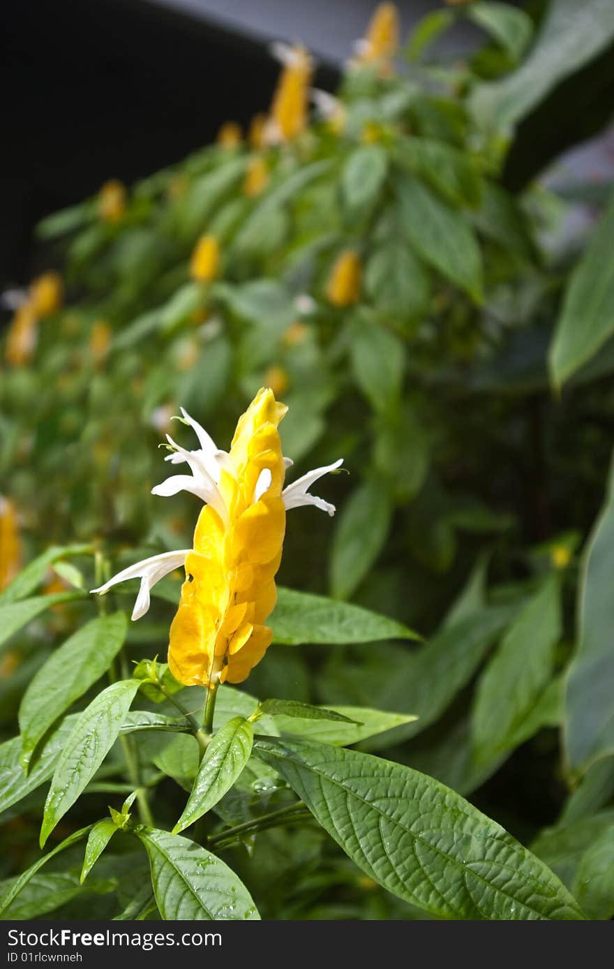 Golden Shrimp Plant