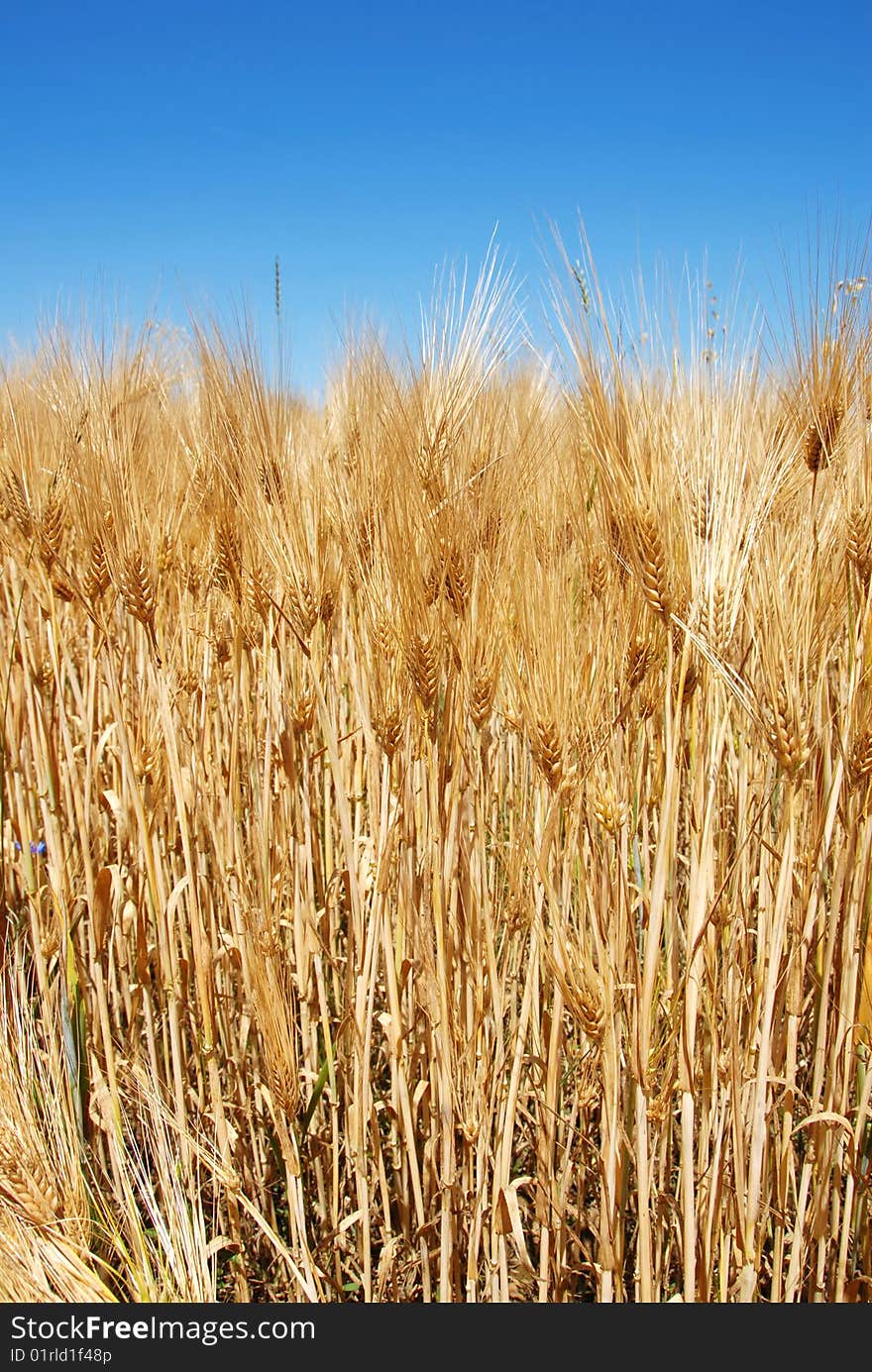 Yellow wheat filed over blue sky background. Yellow wheat filed over blue sky background