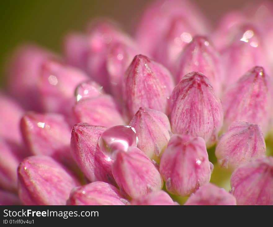 Closeup of pink petails covered dew