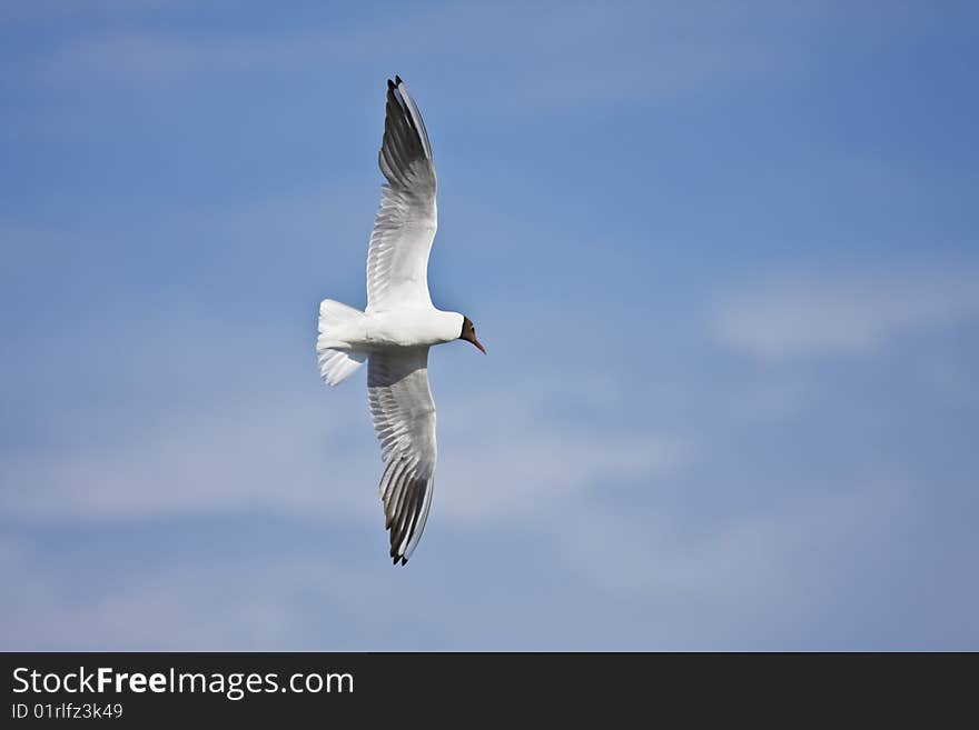 Gull On A Blue Sky