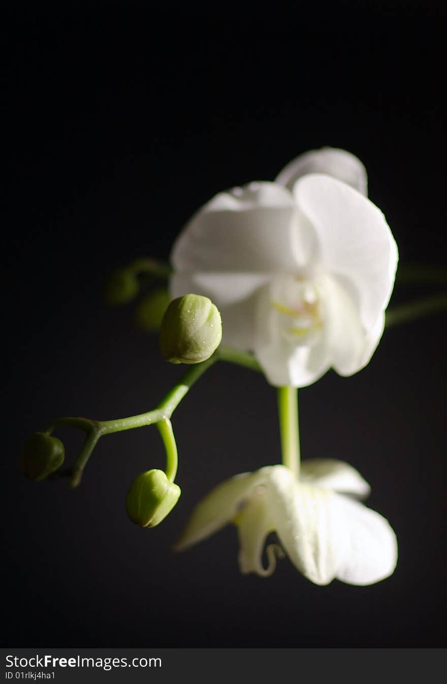 White orchid on black, shallow DOF