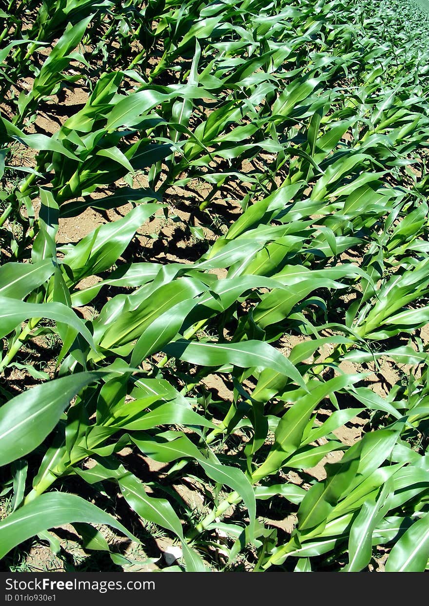 Maize field - Green Maizes during the summer