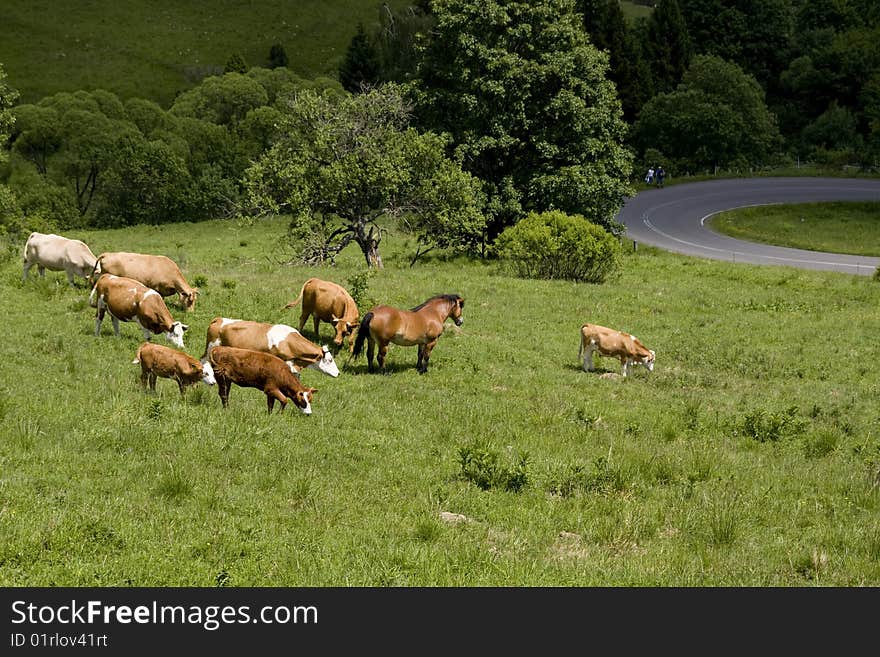 Cattle on the meadow