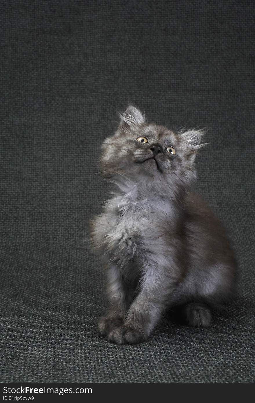 Seated  a small Persian kitten. Seated  a small Persian kitten