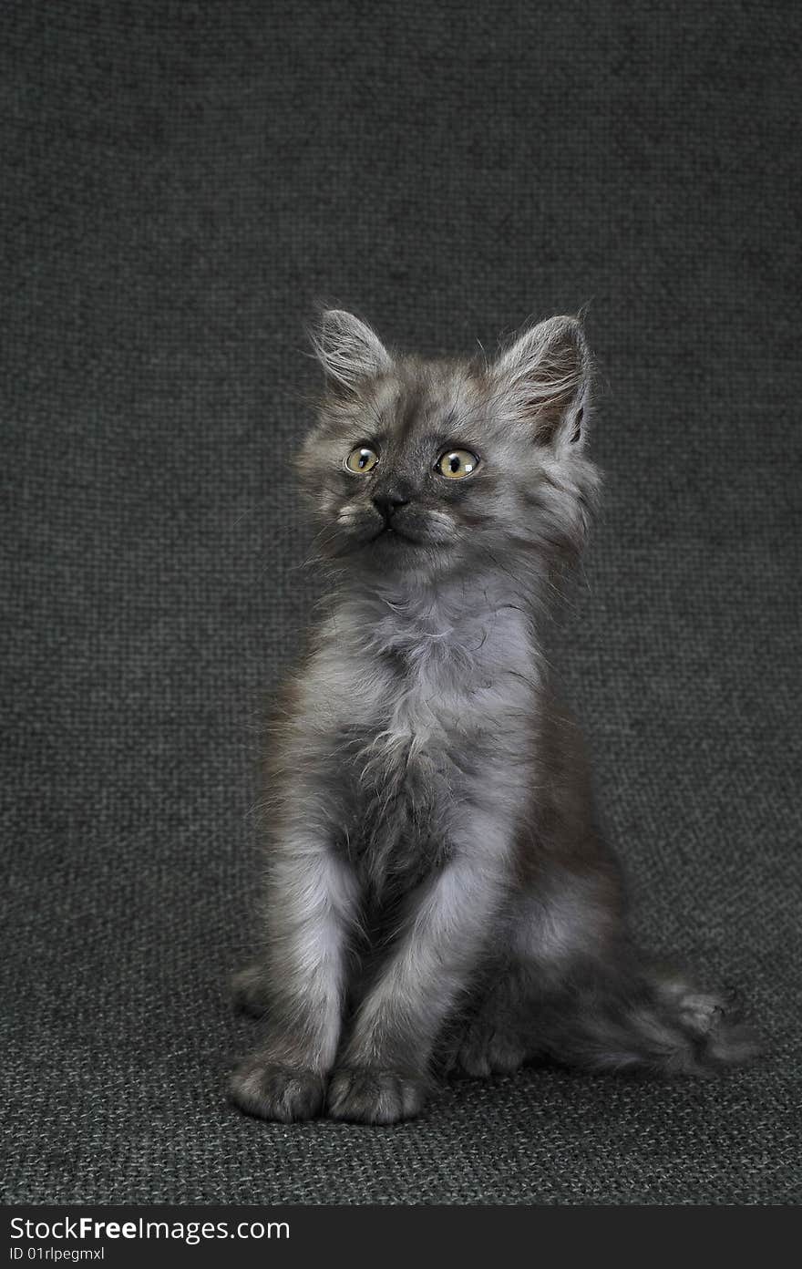 Seated  a small Persian kitten. Seated  a small Persian kitten