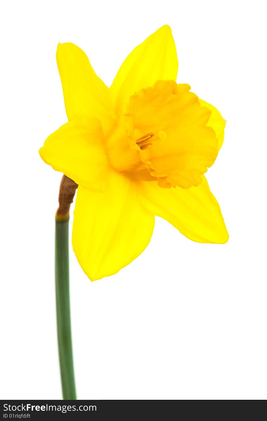 Beautiful yellow narcissus on a white background