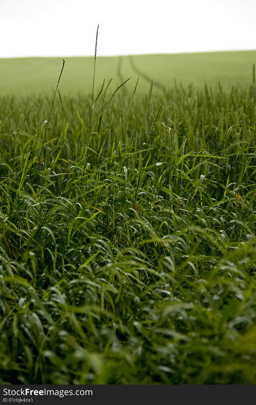 Green field