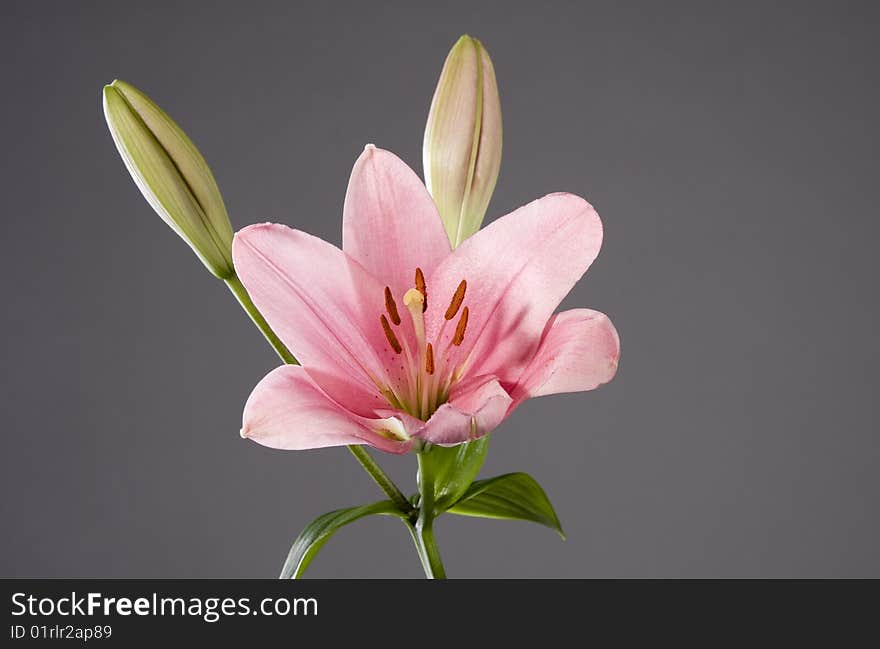 Pink lily studio shot on grey. Pink lily studio shot on grey