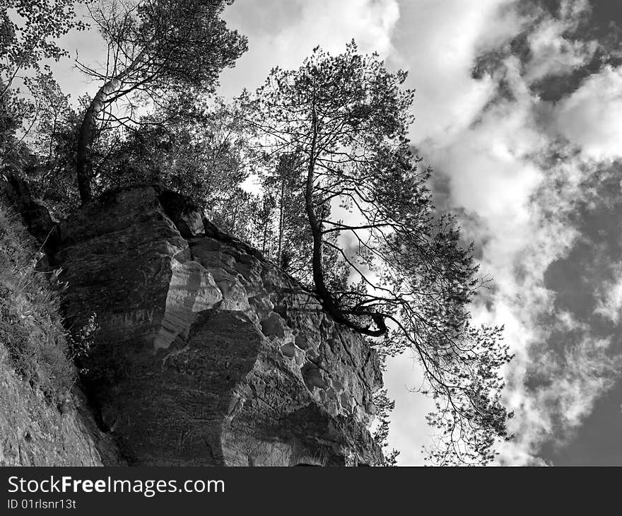 This is a tree that is on a sandcliff, ergli clints in Latvia. This is a tree that is on a sandcliff, ergli clints in Latvia.