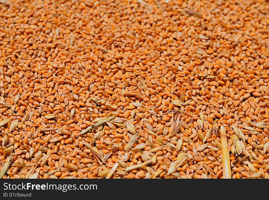 A simple wheat grains close up