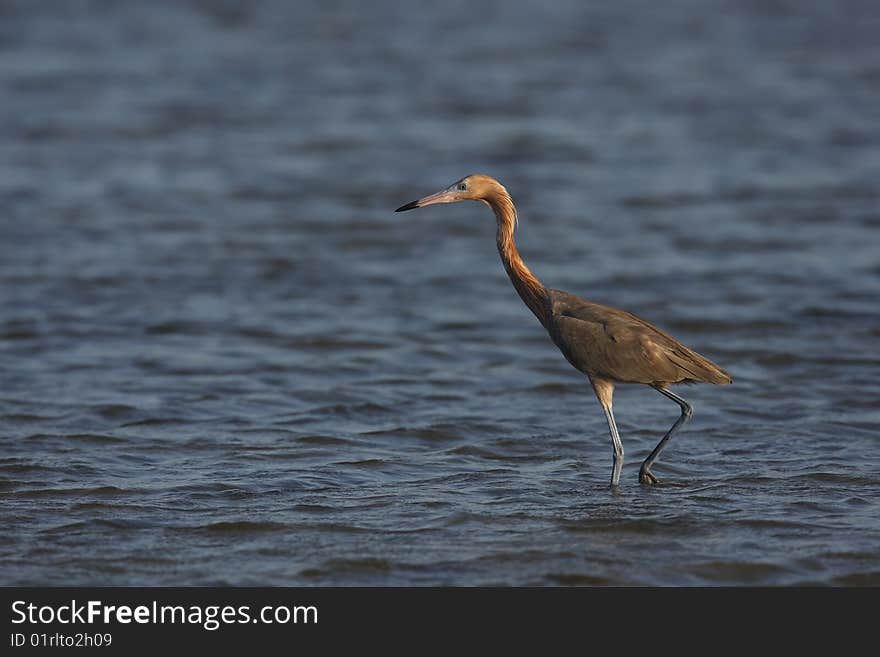 Reddish Egret (Egretta rufescens rufescens) foraging in shallow water.