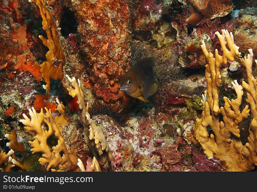 Threespot Damselfish (Stegastes planifrons)