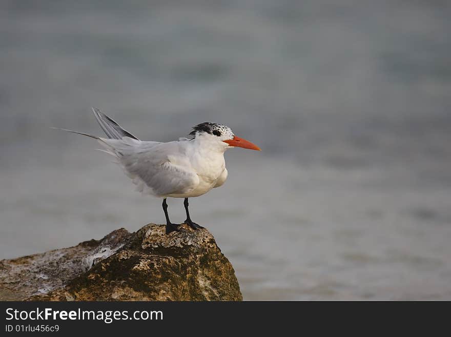 Royal Tern (Thalasseus maximus maximus)