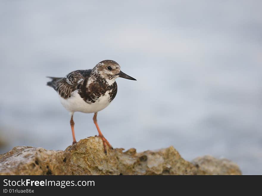 Ruddy Turnstone (Arenaria interpres morinella) in winter plumage