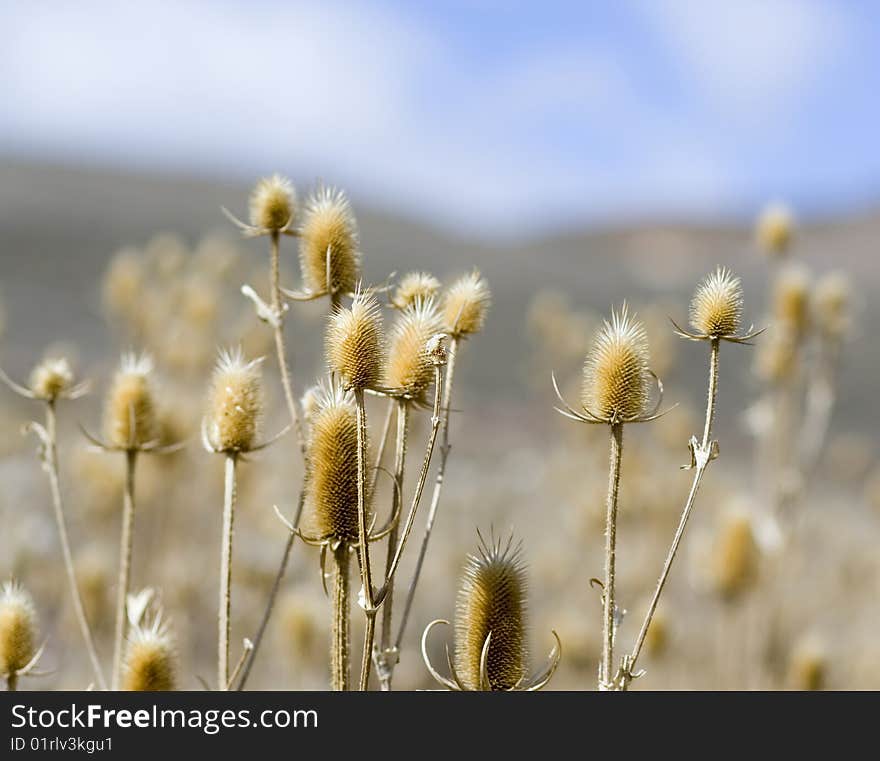 Desert Plant