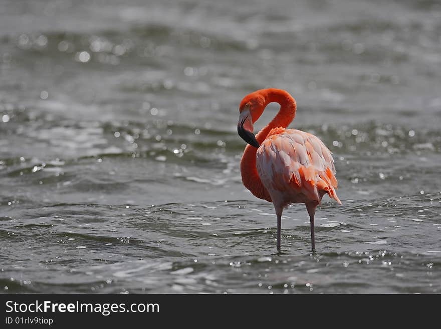 Caribbean Flamingo (Phoenicopterus ruber)