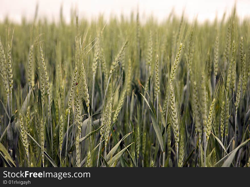 Green wheat field with a ladybug on one of the stalks