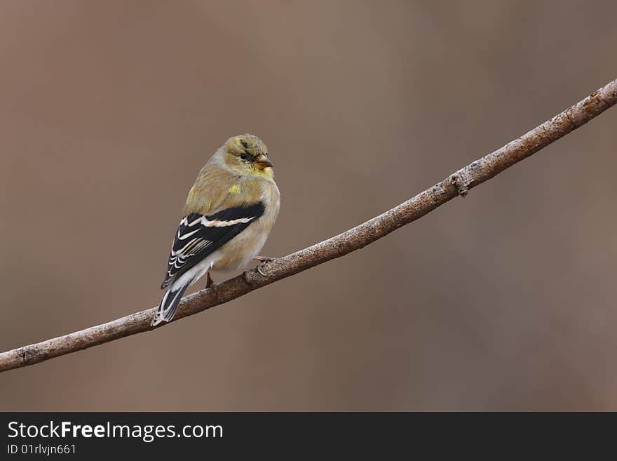 American Goldfinch (Carduelis Tristis Tristis)