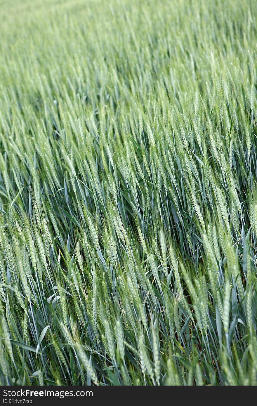 Green wheat in a field. Green wheat in a field