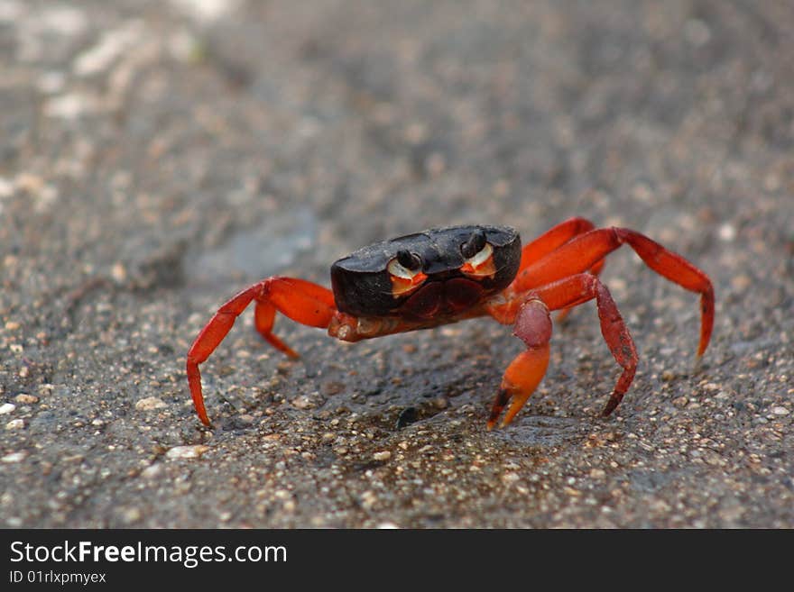 Wounded red crab