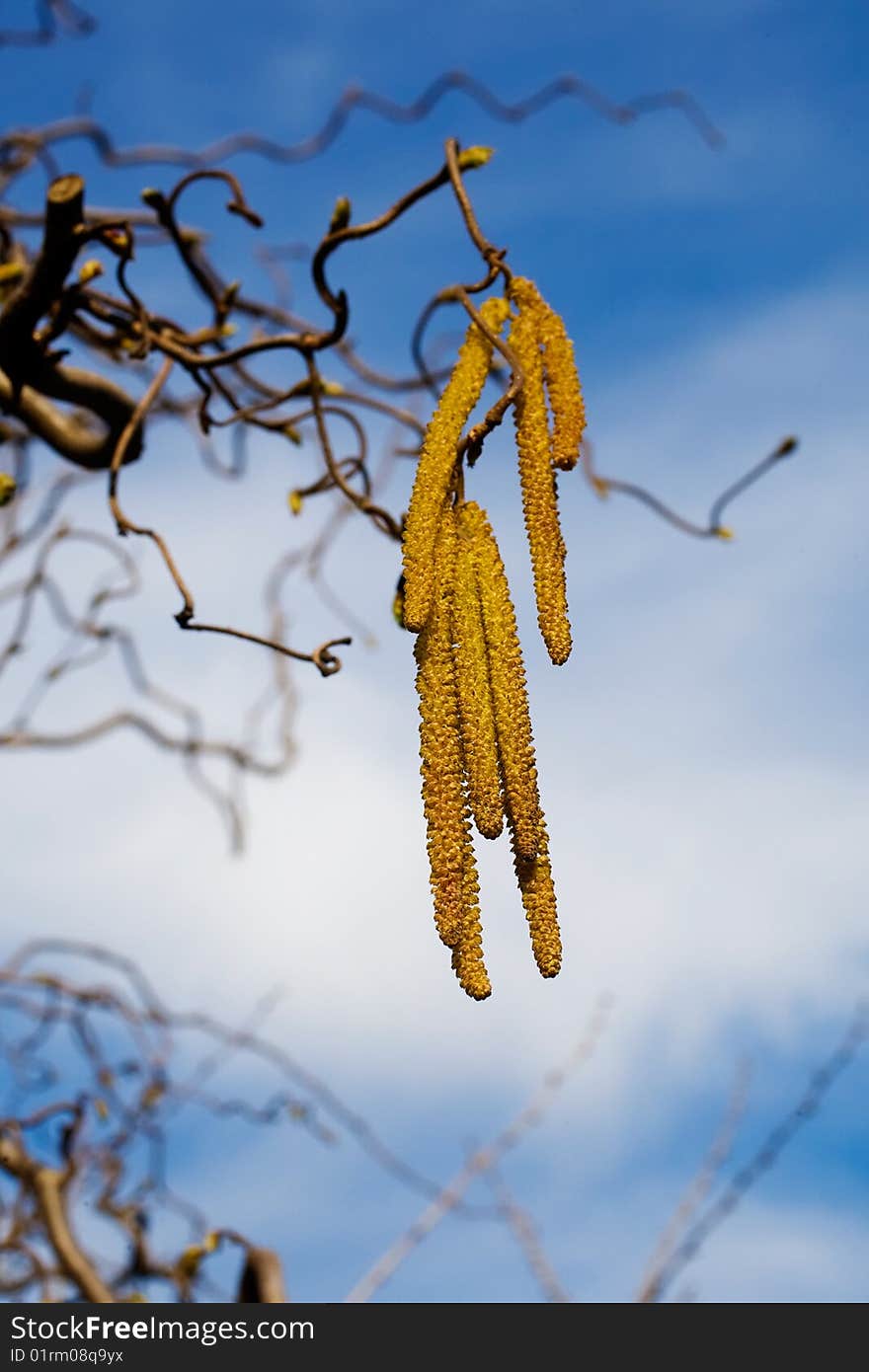 Beautiful yellow catkins over blue sky