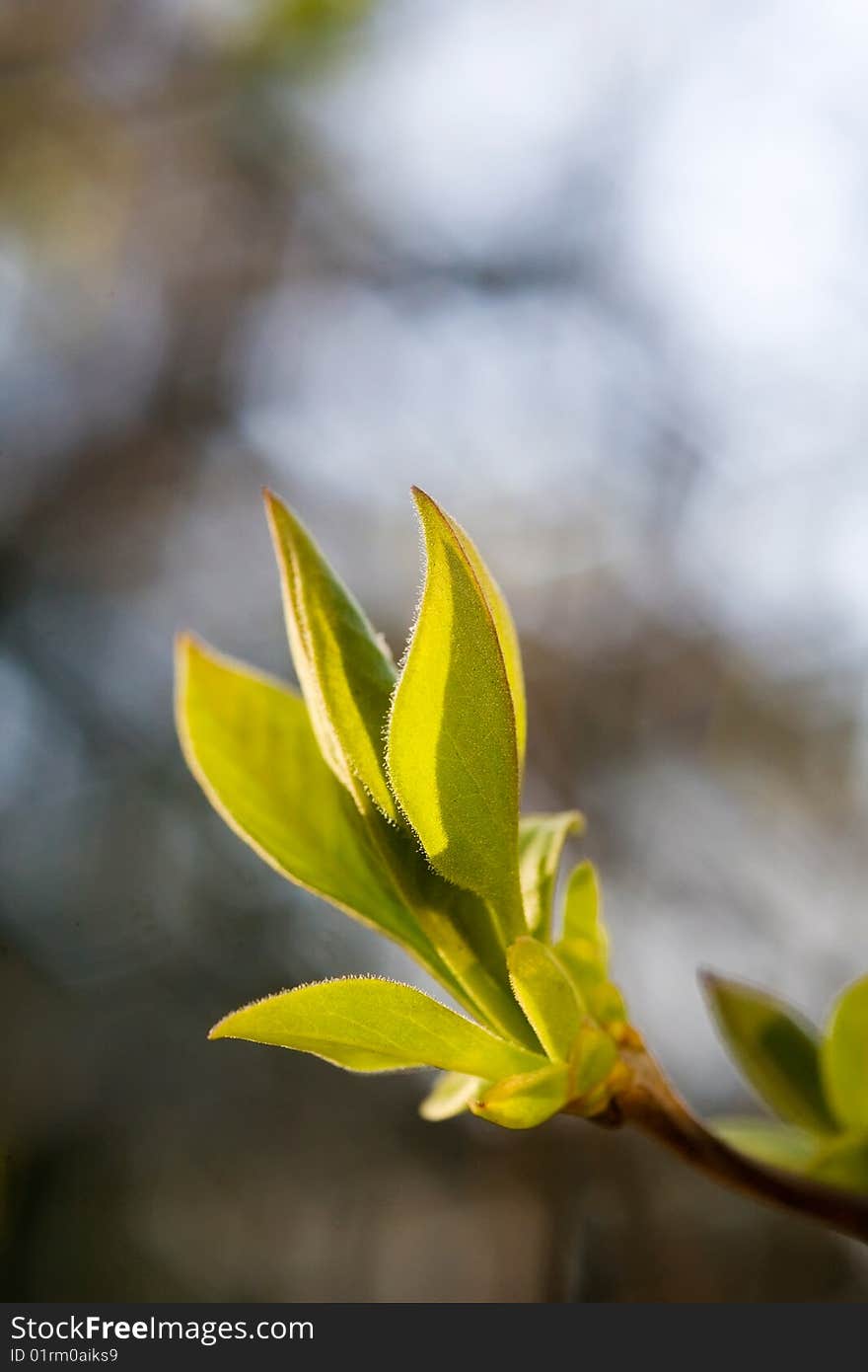 Macro of tree branch with bud