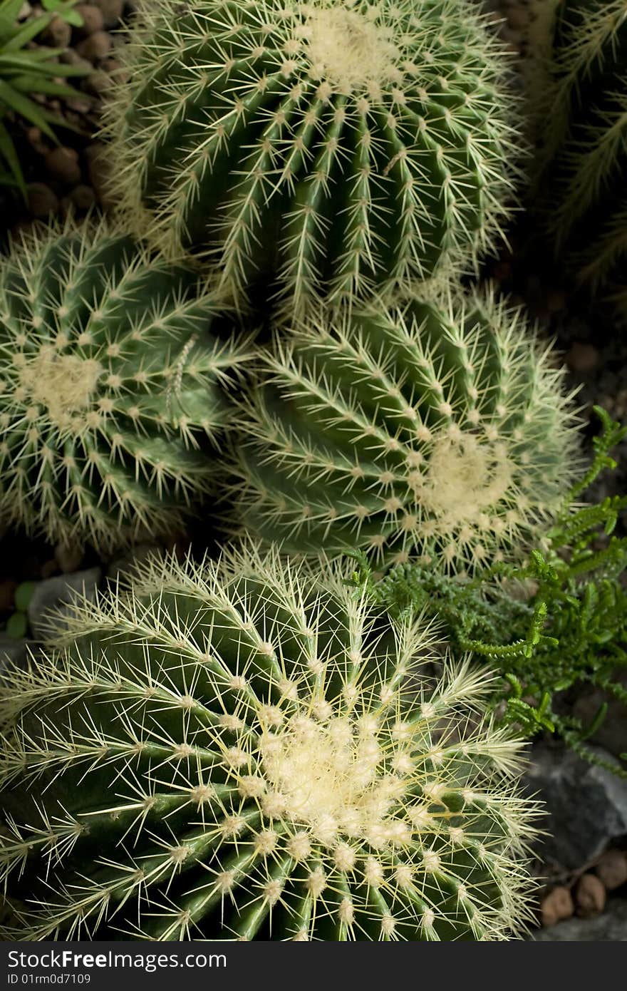 Bunch of giant green cactuses