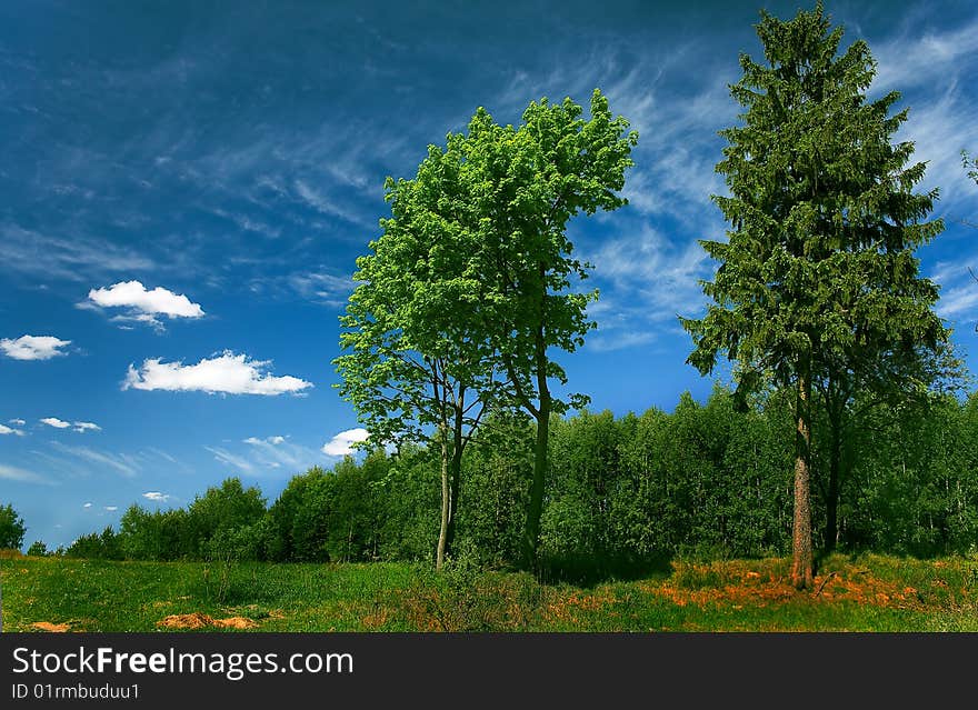 Three trees in the background of the forest