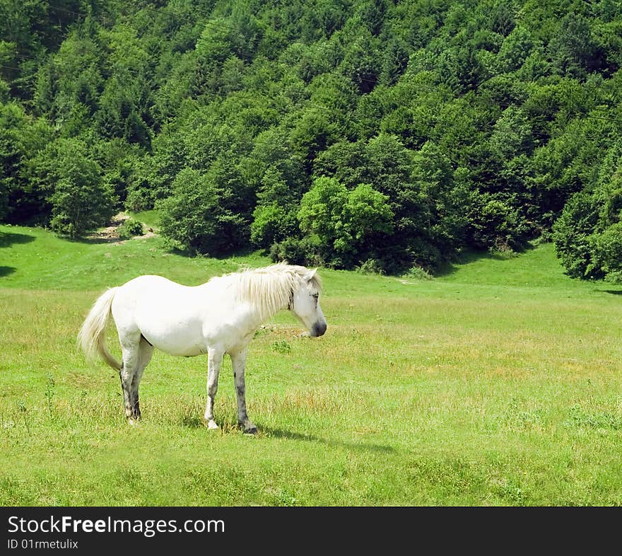 White horse in the mountains of romania