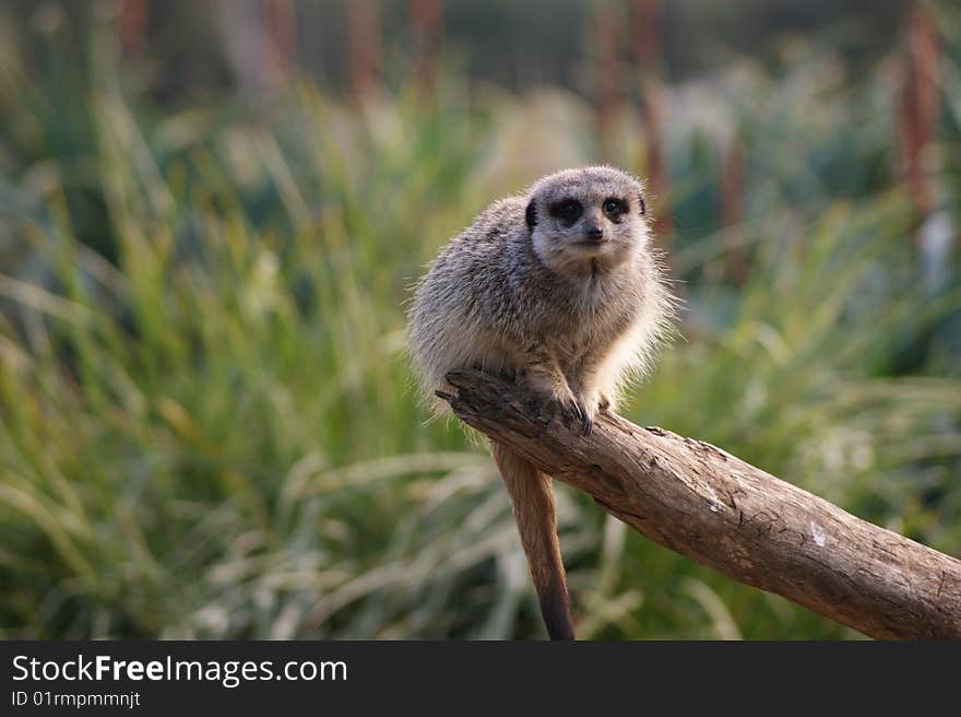 Meerkat on a stick