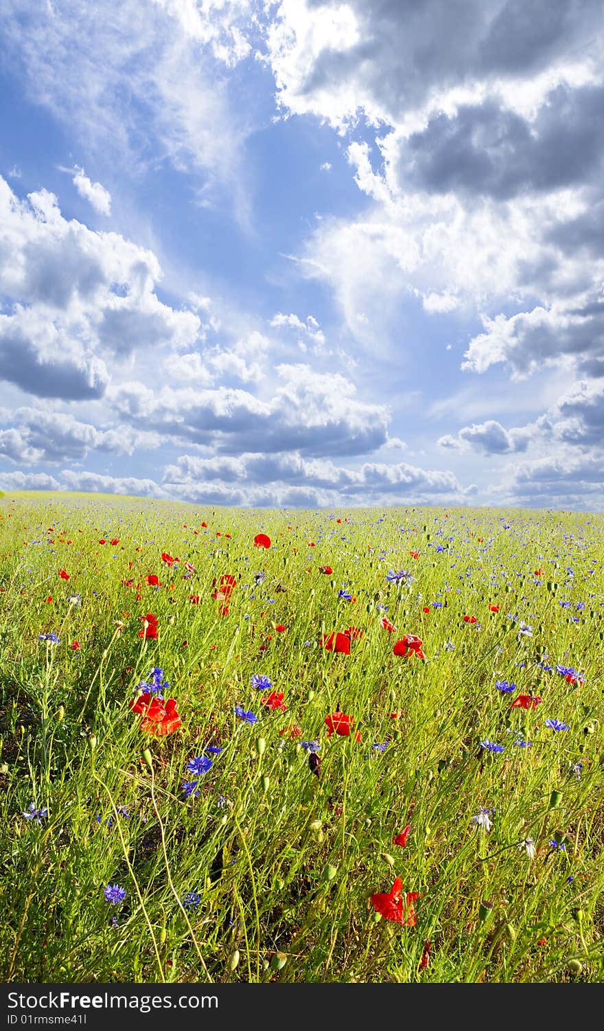 Red poppies on green field. Red poppies on green field