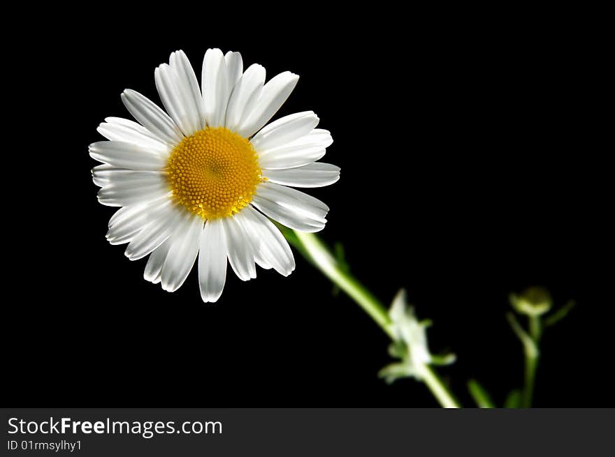 Daisywheel flower on the black background. Good area for a text.