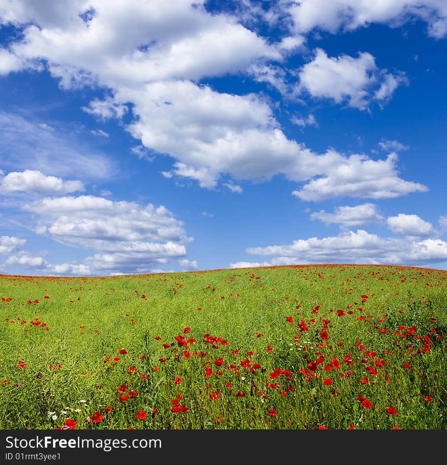 Red poppies on green field. Red poppies on green field