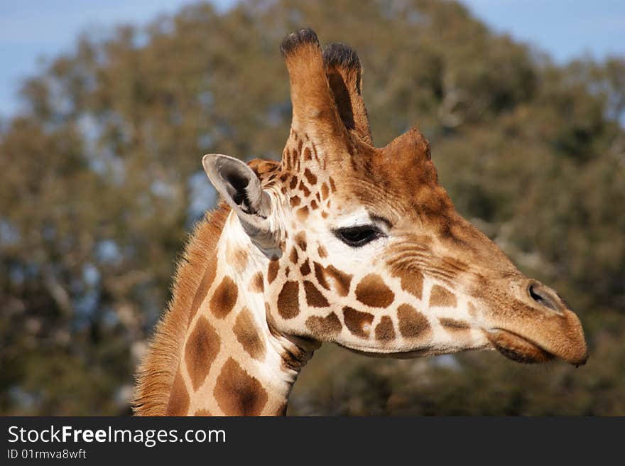 A close-up photo of giraffe. A close-up photo of giraffe.