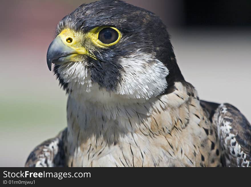 Peregrine Falcon Falco peregrinus