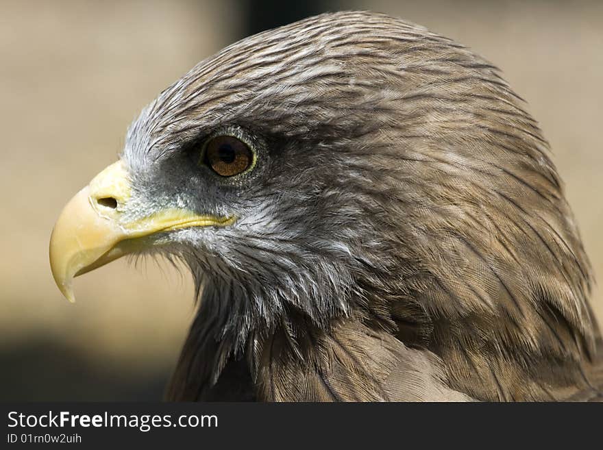 Yellow-billed Kite Milvus aegyptius